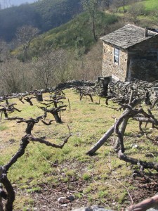 Viñas viejas de Cangas.